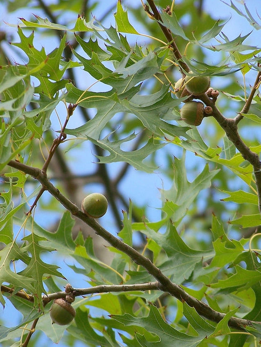 Quercus palustris