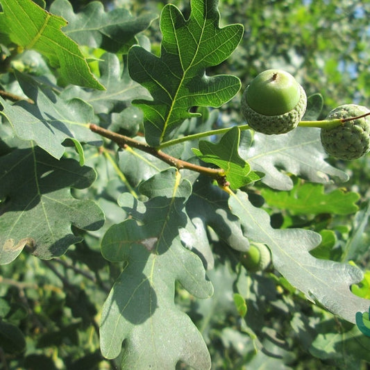 Quercus robur