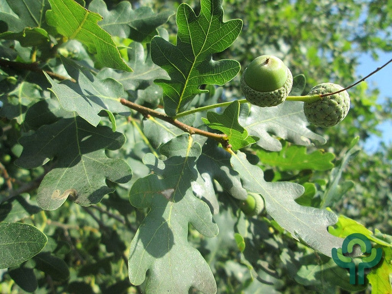 Quercus robur