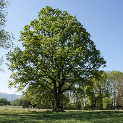 Quercus robur