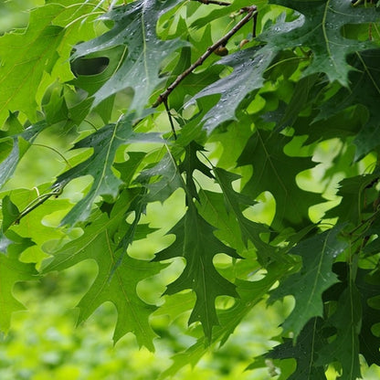 Quercus rubra