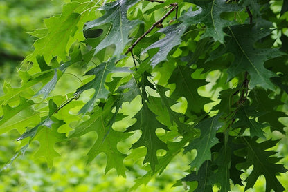 Quercus rubra