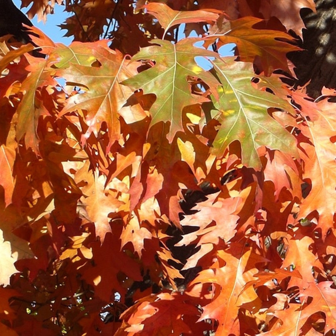 Quercus rubra