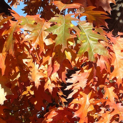 Quercus rubra