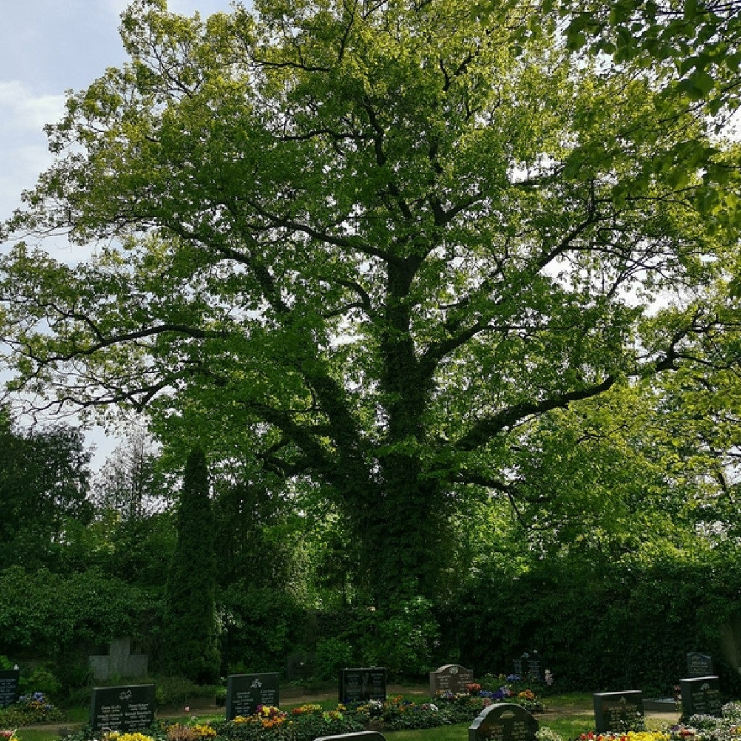 Quercus rubra