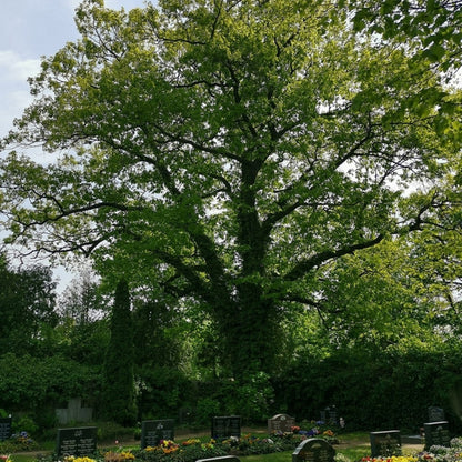Quercus rubra