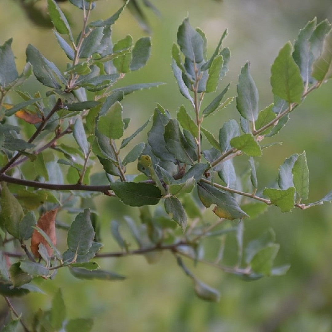 Quercus suber