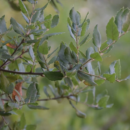 Quercus suber