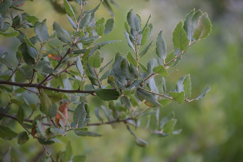 Quercus suber