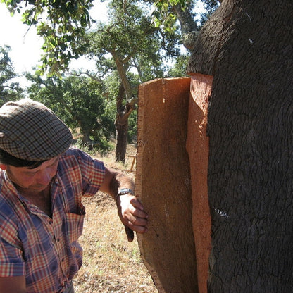 Quercus suber