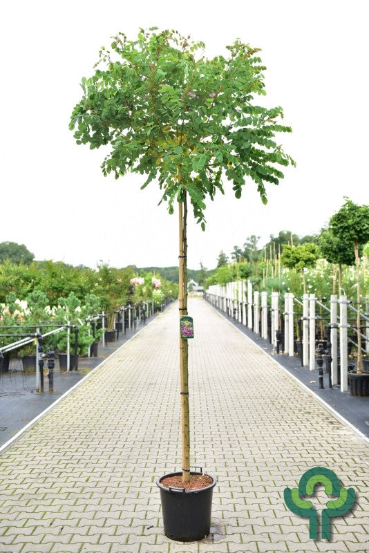Robinia elliottii