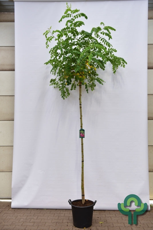 Robinia elliottii