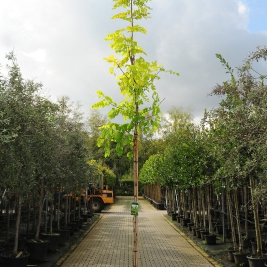 Robinia pseudoacacia 'Frisia'