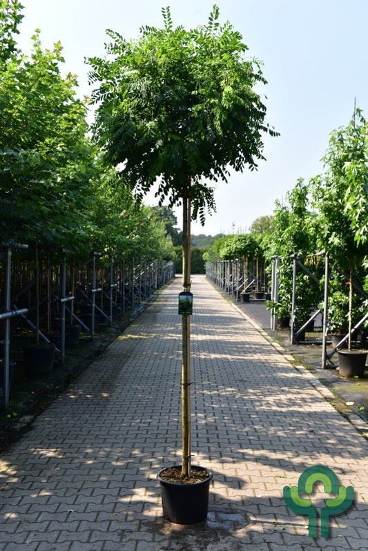 Robinia pseudoacacia 'Umbraculifera'