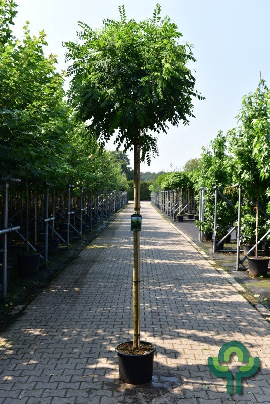 Robinia pseudoacacia 'Umbraculifera'