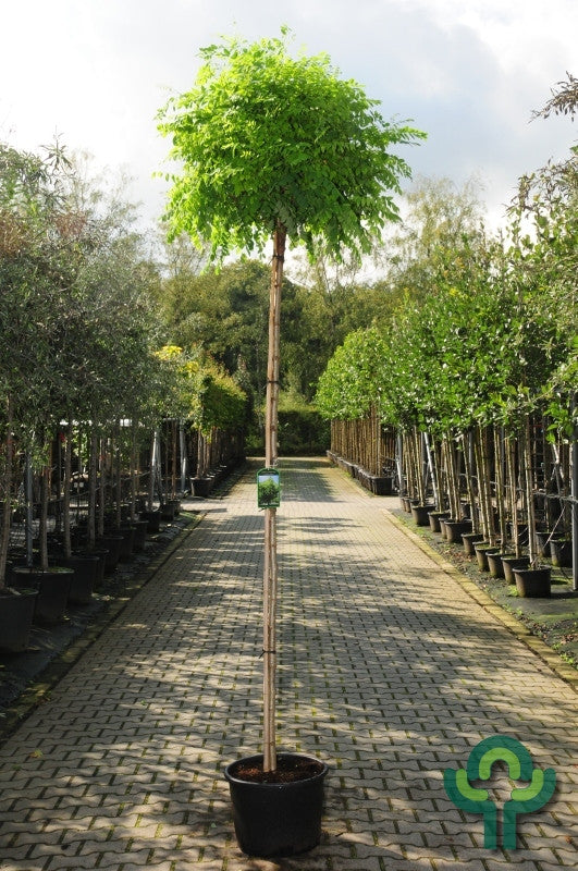 Robinia pseudoacacia 'Umbraculifera'