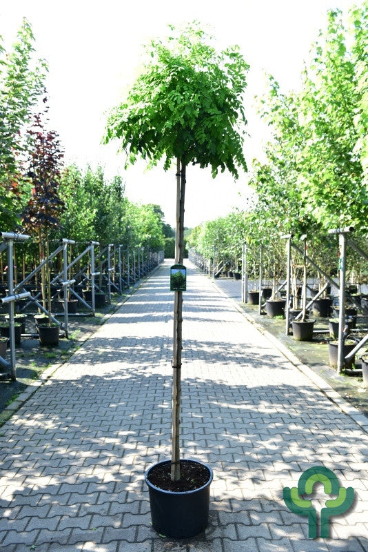 Robinia pseudoacacia 'Umbraculifera'