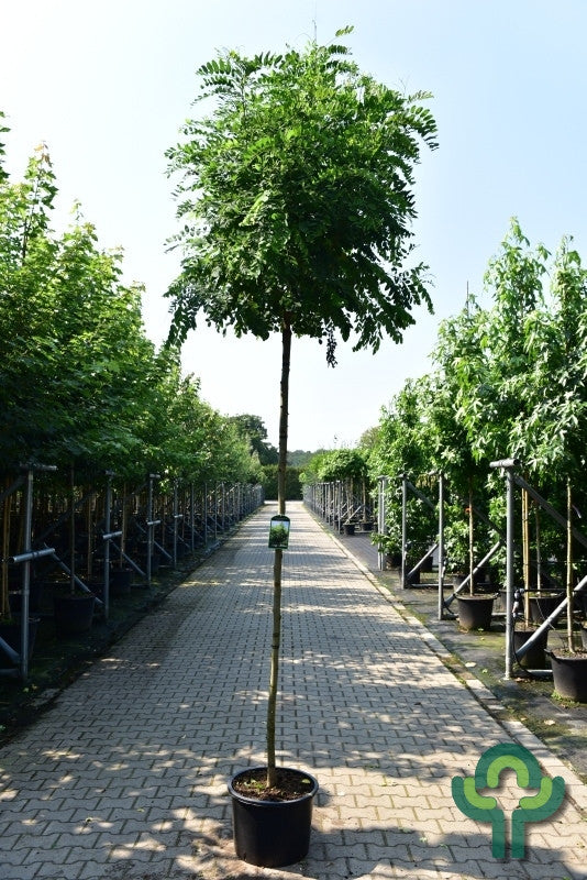 Robinia pseudoacacia 'Umbraculifera'