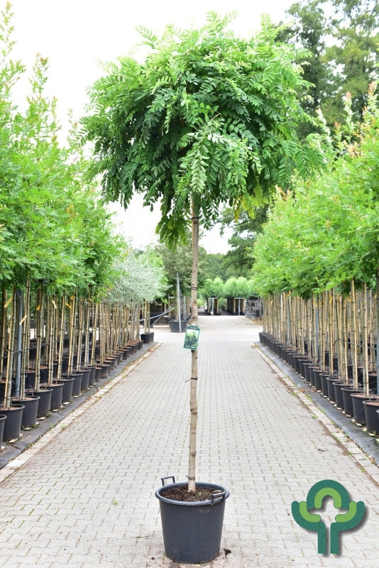 Robinia pseudoacacia 'Umbraculifera'