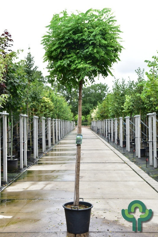 Robinia pseudoacacia 'Umbraculifera'
