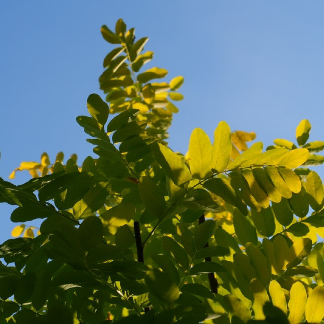 Robinia pseudoacacia 'Frisia'