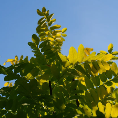 Robinia pseudoacacia 'Frisia'