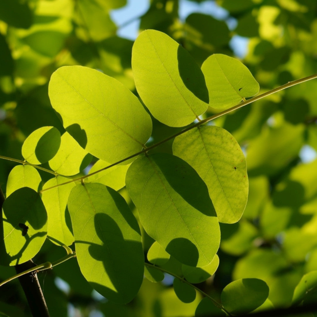 Robinia pseudoacacia 'Frisia'