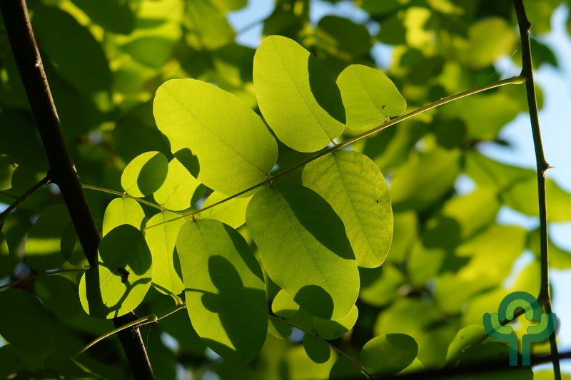 Robinia pseudoacacia 'Frisia'