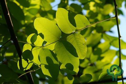 Robinia pseudoacacia 'Frisia'