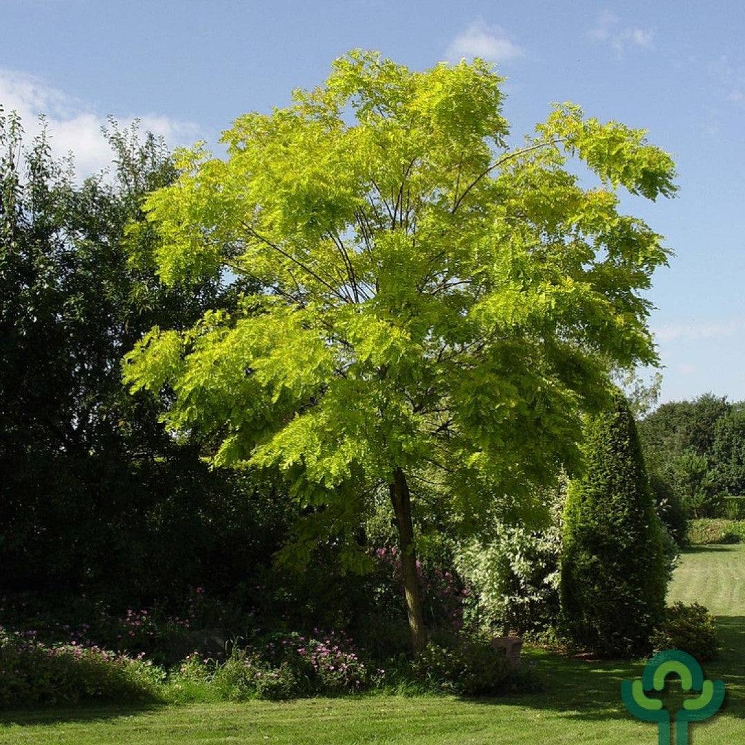 Robinia pseudoacacia 'Frisia'
