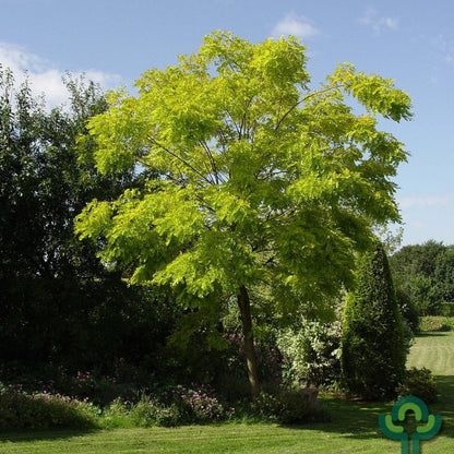 Robinia pseudoacacia 'Frisia'