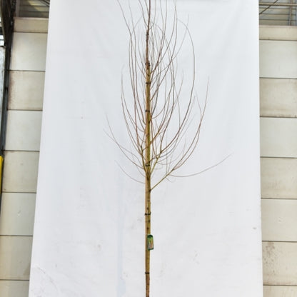 Salix alba 'Chermesina'