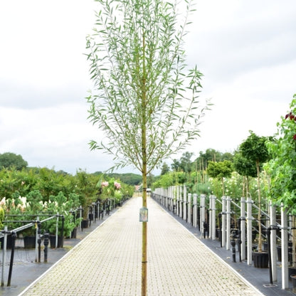 Salix alba 'Chermesina'