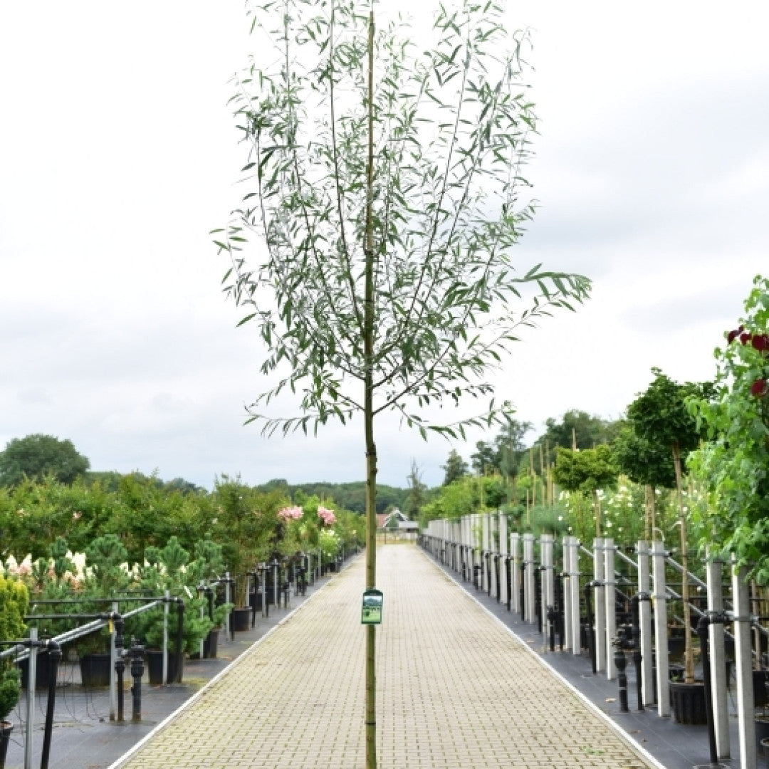 Salix alba