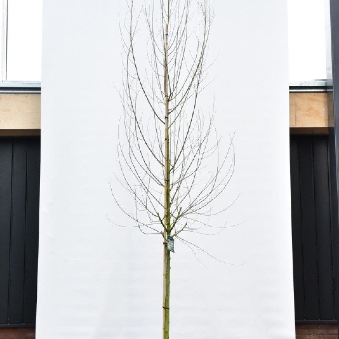 Salix alba 'Sericea'