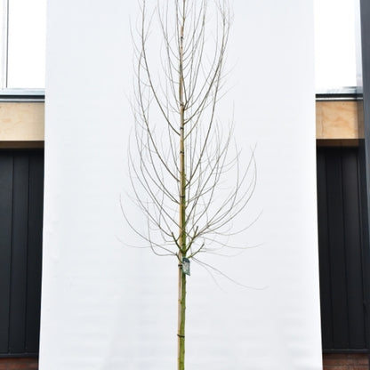Salix alba 'Sericea'