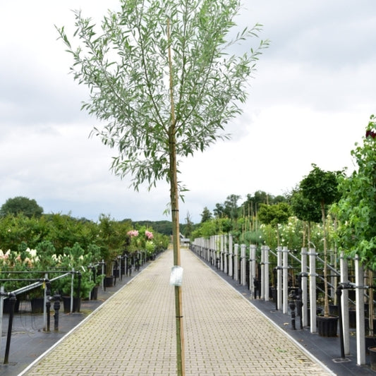 Salix alba 'Sericea'