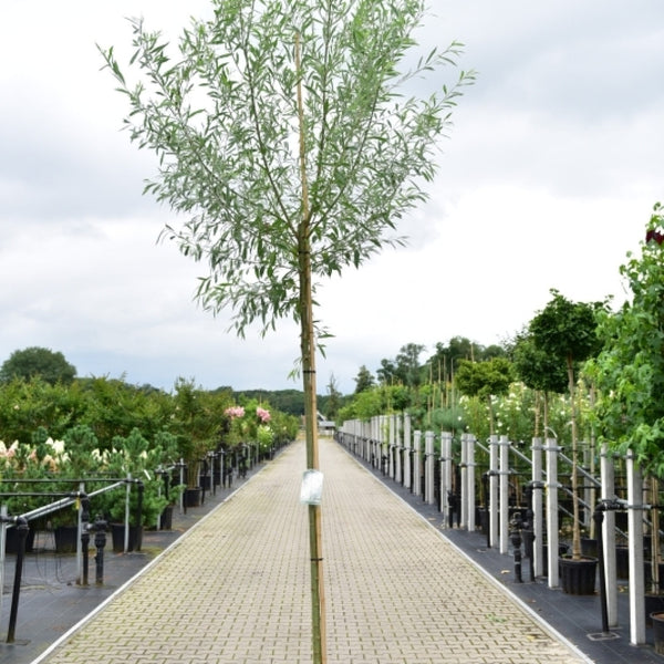 Salix alba 'Sericea'