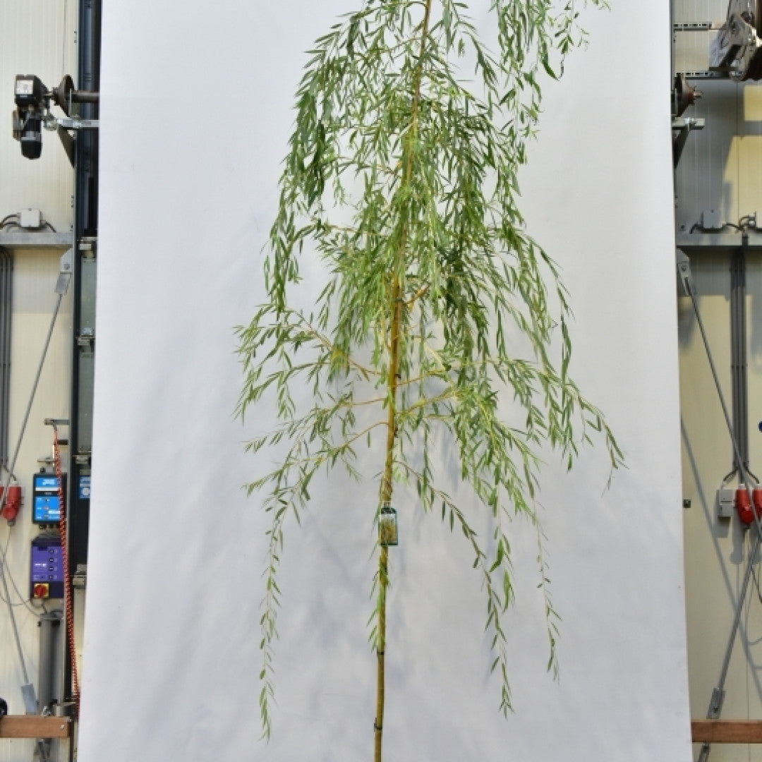 Salix sepulcralis 'Chrysocoma'