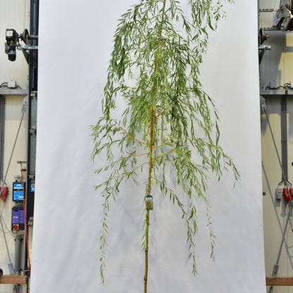 Salix sepulcralis 'Chrysocoma'