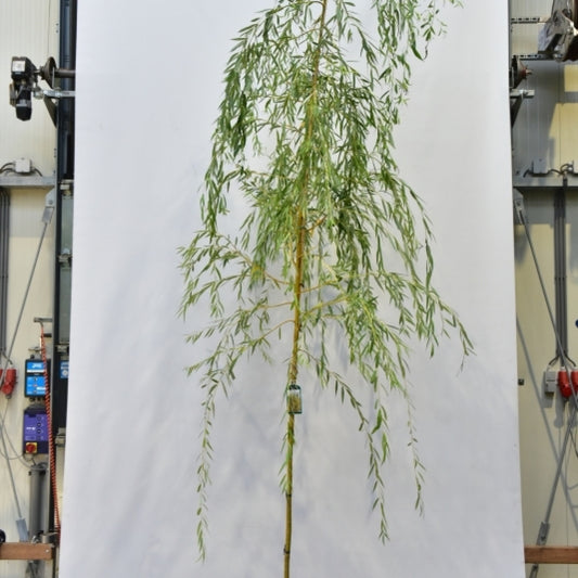 Salix sepulcralis 'Chrysocoma'