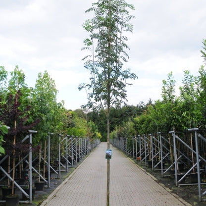 Sorbus aucuparia edulis