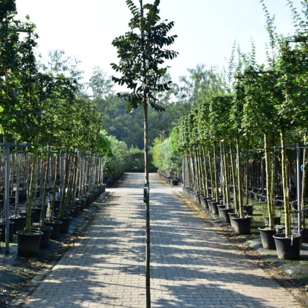 Sorbus aucuparia 'Fastigiata'