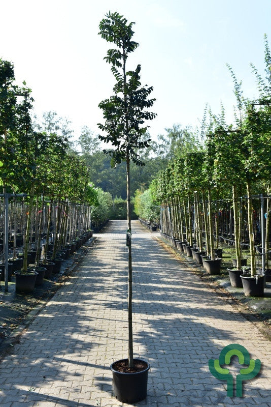 Sorbus aucuparia 'Fastigiata'