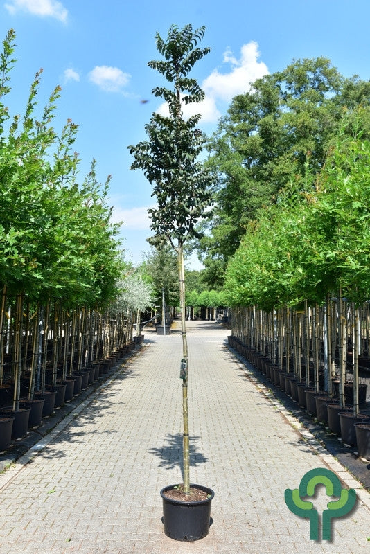 Sorbus aucuparia 'Fastigiata'