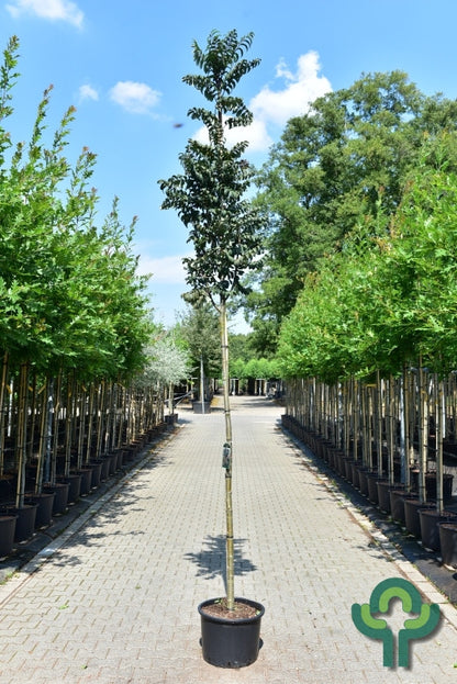 Sorbus aucuparia 'Fastigiata'