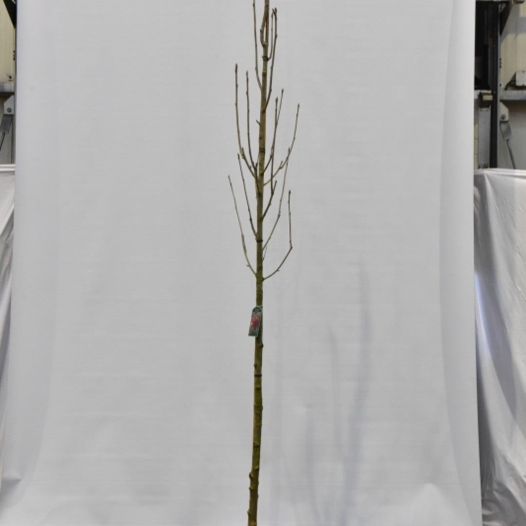 Sorbus aucuparia 'Fingerprint'