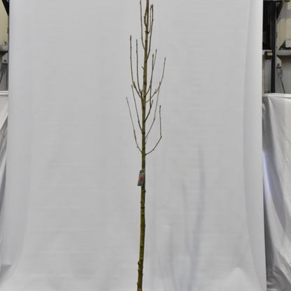 Sorbus aucuparia 'Fingerprint'