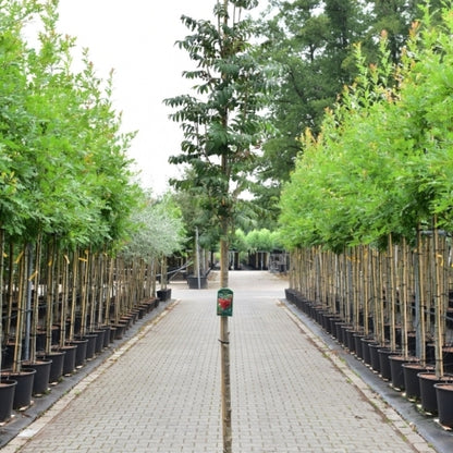 Sorbus aucuparia 'Fingerprint'
