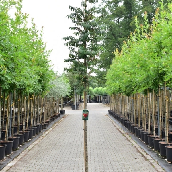 Sorbus aucuparia 'Fingerprint'